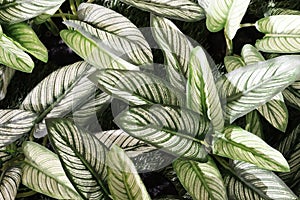 Artificial Dumb Cane Leaves or Dieffenbachia Plants