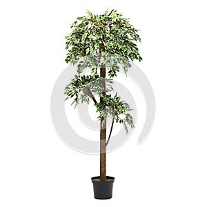 Artificial ficus bendjamina tree like real as modern evergreen ecological decoration for interiors