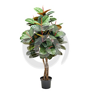 Artificial ficus elastica tree like real as modern evergreen ecological decoration for interiors