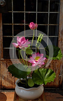 Artificial flower, lotus flower from clay