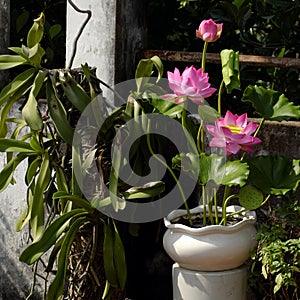 Artificial flower, lotus flower from clay