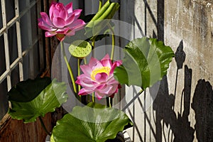 Artificial flower, lotus flower from clay