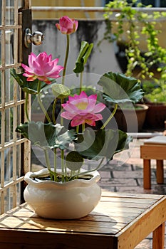 Artificial flower, lotus flower from clay