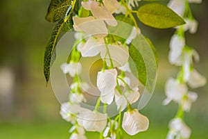Artificial Flowering Plant Hanging in Sunlight effect