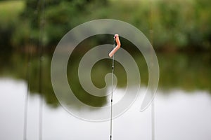 Artificial fly used for trout fishing.