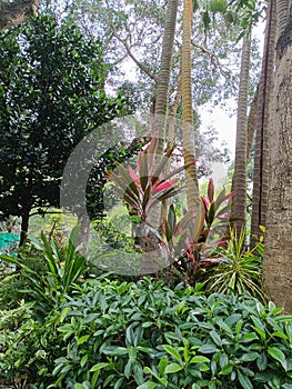 The artificial forest is dense and full of trees and plants