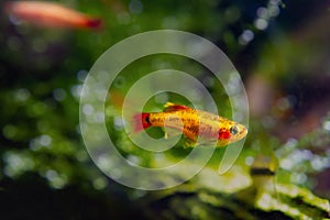 Artificial golden breed of white cloud mountain minnow, healthy juvenile of dwarf coldwater species, healthy plants