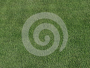 Artificial grass background with copy space.  abstract background with texture.