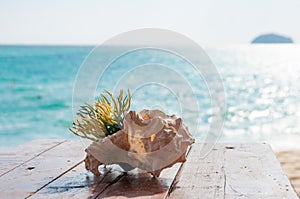 Artificial green grass in a pot inside sea shell on a wooden tab