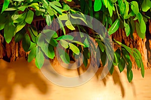 Artificial green tree on brown background