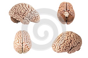 Artificial human brain model indifferent view