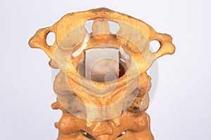 Artificial human cervical spine model