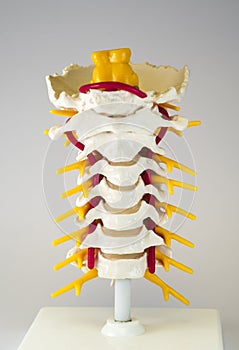 Artificial human cervical spine model