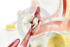 Artificial human ear model inside