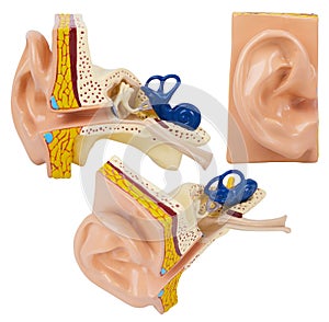 Artificial human ear model isolated on white background.
