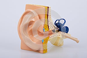 Artificial human ear model  on white background.