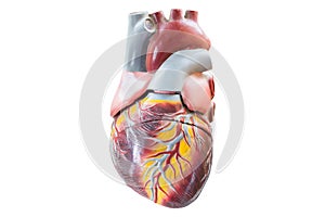 Artificial human heart model