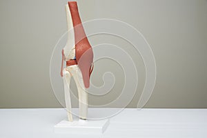 Knee joint model in medical office