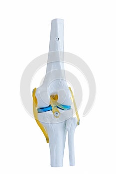 Artificial human knee plastic model in medical center for learning