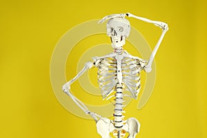 Artificial human skeleton model on background
