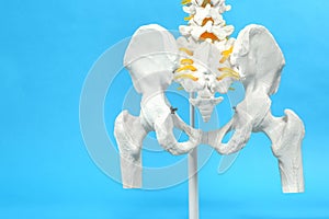 Artificial human spine model on blue background photo
