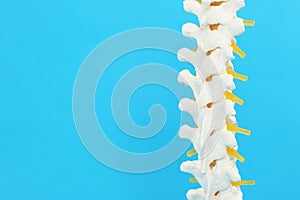 Artificial human spine model on blue background. Space for text photo