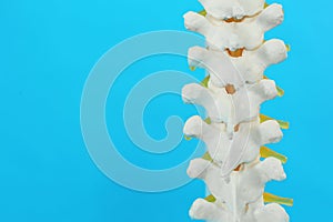 Artificial human spine model on blue, closeup. Space for text photo