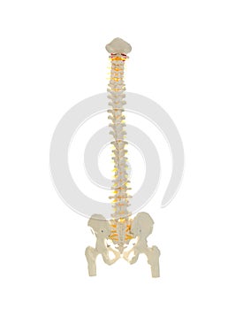Artificial human spine model isolated photo