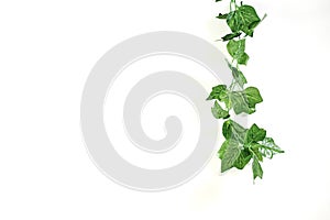 Artificial Indoor Ivy Vine