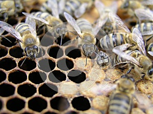 Artificial insemination of the bees in the apiary of beekeeper.