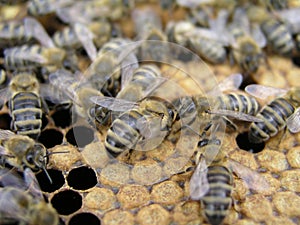 Artificial insemination of the bees in the apiary of beekeeper.