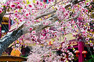 artificial Japanese cherry blossoms in full bloom