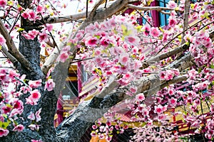 artificial Japanese cherry blossoms in full bloom