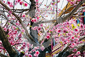 artificial Japanese cherry blossoms in full bloom