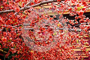 artificial Japanese cherry blossoms in full bloom