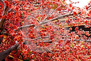 artificial Japanese cherry blossoms in full bloom