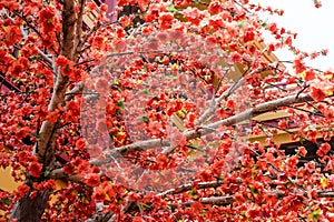 artificial Japanese cherry blossoms in full bloom