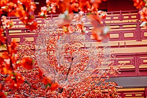 artificial Japanese cherry blossoms in full bloom