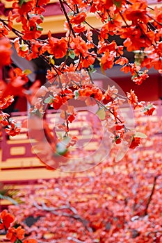 artificial Japanese cherry blossoms in full bloom