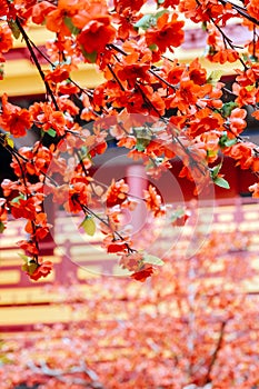 artificial Japanese cherry blossoms in full bloom