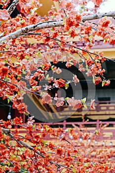 artificial Japanese cherry blossoms in full bloom.