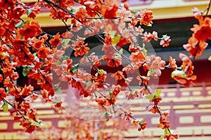 artificial Japanese cherry blossoms in full bloom.