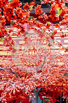 artificial Japanese cherry blossoms in full bloom.