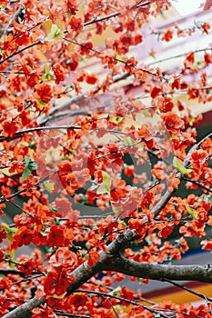 artificial Japanese cherry blossoms in full bloom