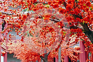 artificial Japanese cherry blossoms in full bloom