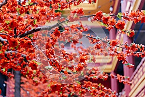 artificial Japanese cherry blossoms in full bloom.