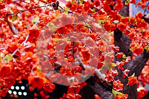 artificial Japanese cherry blossoms in full bloom