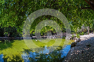 Artificial lake at the National Garden of Athens - Greece. It is a public park behind the Greek Parliament at Syntagma square and