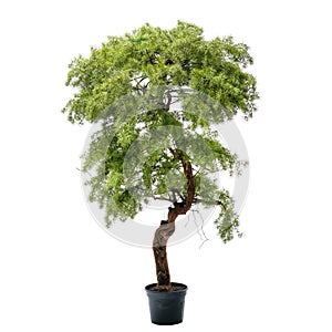 Artificial larch tree like real as modern evergreen ecological decoration for interiors