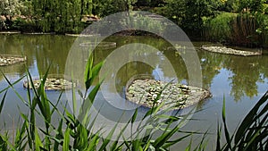 Artificial large garden pond with fenced islands for cultivating of aquatic Water Lilies of Nymphaeaceae family